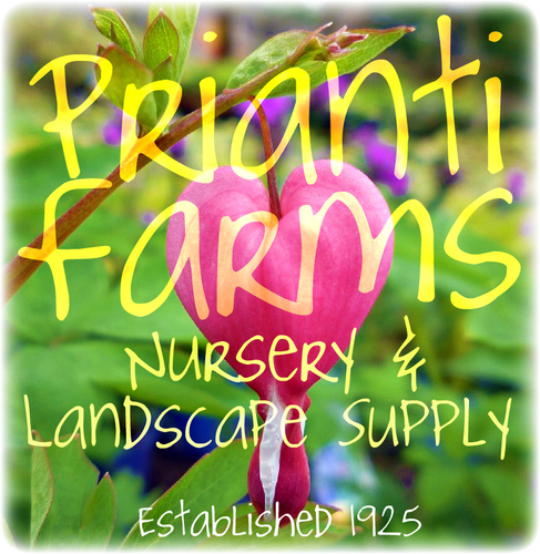 PriantiFarmsInc's profile picture. A family owned one-stop landscaping supply & garden center for almost 90 years! We LOVE nature, from plants to pets to people. Stop on by! http://t.co/LhUaea6A