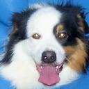 Jake Combs - @purebreedaus - Twitter