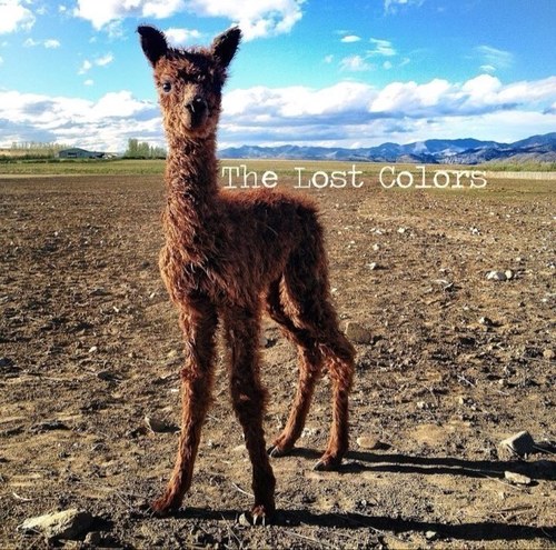 thelostcolors's profile picture. Indie/Pop/Rock band from Wichita KS. We smile for a living. Oh...and play music I guess.