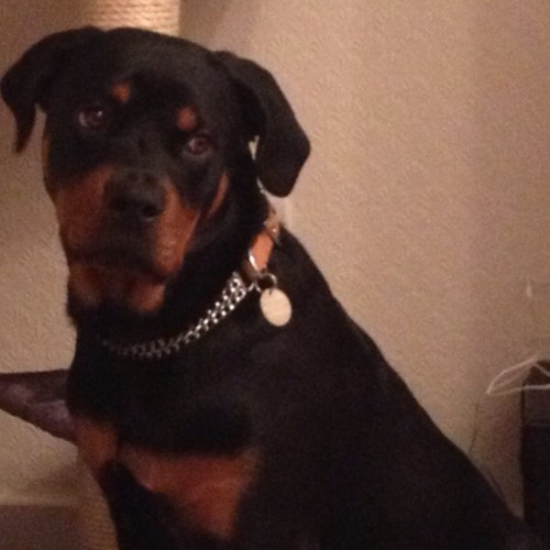 Husband to @ackeany. 1 Rotweiller, 1 dobermann, 2 cats. 500000 (ish) honey bees and several chickens. Former electrician, now doing cleverer things.