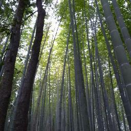 ChrisJT38's profile picture. 