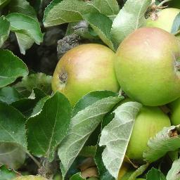 peopleandland's profile picture. Connecting people and land while caring for both. We're creating and managing a woodland playspace/community orchard at Highbury, Moseley, Birmingham.