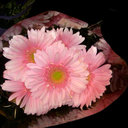 Pam Workman - @pjmworkman - Twitter