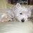 westie1972's profile image