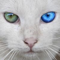 cat2525jp's profile picture. ニコニコ動画、YouTubeで車載動画を公開しています。あと3DCGもやってます。
peercast民。