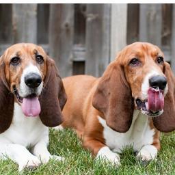 4Click2Savers's profile picture. Click2Save Animals is dedicated to helping animals through online advocacy. Follow us to help animals for free with a click of your mouse! #helpanimals