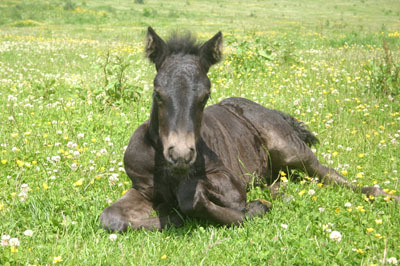 dandales's profile picture. Breeding and showing Dales ponies