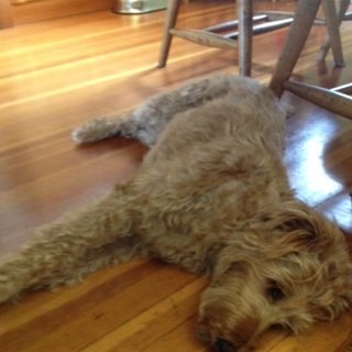 pinkpuff1415's profile picture. 