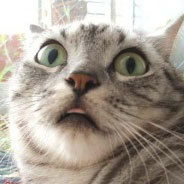 Mmmmmoo's profile picture. awesome