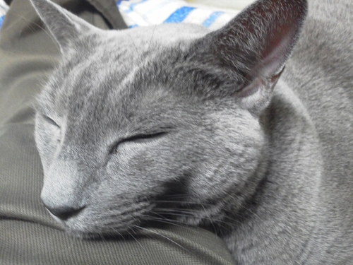 cats / camera / photograph /OM2、K5Ⅱs使ってます。《》CAPTUR https://t.co/zE2nj8ulc2