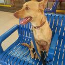 Amelia Koh - @runwaypink - Twitter