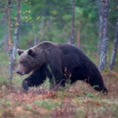 brissardmichel's profile picture. 