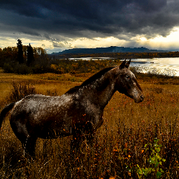 realponchos's profile picture. Four dudes playing psychedelic country soul. Since I Let You Go LP out now at http://t.co/TlVVDomo2S.