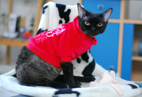 ViktoriStar's profile picture. 