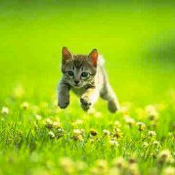 We love cats and we know you love cats too! Posts everything and anything cat + cute related **heart heart**