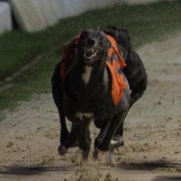 paulquenn's profile picture. ex owner racing greyhound, they also make great pets