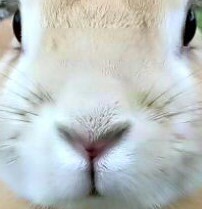 chebrachebra Profile Picture