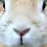 もふもふ (@chebrachebra) 's Twitter Profile Photo