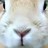 chebrachebra's profile image