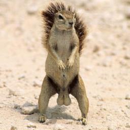 constantly lookin for nuts doe