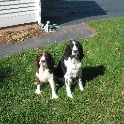 pedrobud1's profile picture. Patriot, husband, father, grandfather, retired constitutional conservative. Totally distrust MSM and strong supporter of the Bill of Rights. MAGA !!!