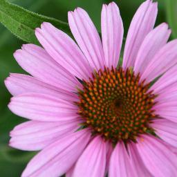 art ~ photography ~ ganas
