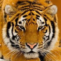 cleptho (@cleptho) 's Twitter Profile