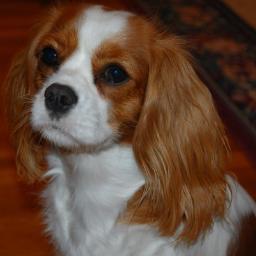 New York City    Instagram: ZoeTheCavalier #SendTreats 🐶