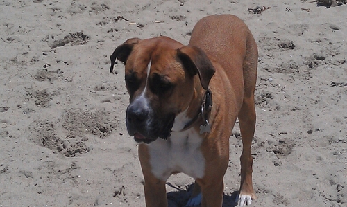 DanielKuches's profile picture. Conservative, NRA member, trained in Kali. Love to scuba dive. #tcot #PMP