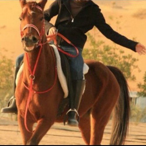 Talal_al3zmi's profile picture. 