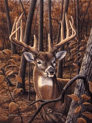 My names Kyle Kernal King deer,turkey,hogs, and anythang that taste good I hunt for food to feed my family. God, family, and the outdoors.