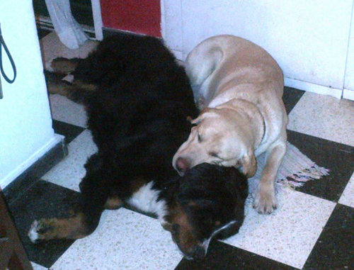 sadistikal8's profile picture. 