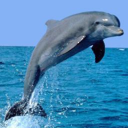 chrissyfosho15's profile picture. Swing Voter. Catholic. Voted 4 Obama.