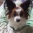papillon_wanwan