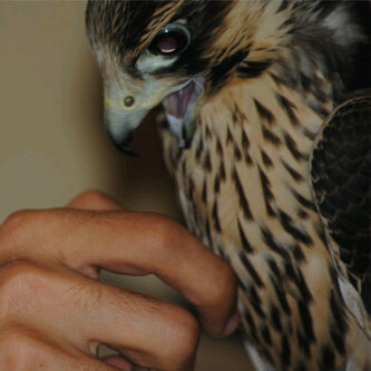 haimaan_feek's profile picture. I love living in your loved