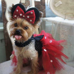 I am a So Cal Yorkie just having fun making friends Store at http://t.co/PNB1waj15e Facebook= http://t.co/0TMsrLEEoq