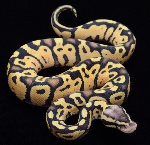 BALL PYTHON MORPH 
CAPTIVE BREEDER