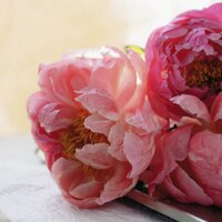 Jane Hwang (@janelatte) 's Twitter Profile