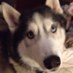 Linda Cleveland (@clevelandlinda) Twitter profile photo Linda Cleveland (@clevelandlinda) Twitter profile photo