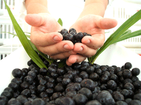 Monavie4Mexico's profile picture. Dream a Big Opportunity Think International Business with Monavie in Mexico This Product Has 19 Fruits that Science and Research Show Results in Better Health