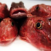 Out of the Blue (@ootbfish) 's Twitter Profile