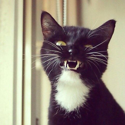 My name is Ravenpaw. 
I am a Thunderclan apprentince. My clan was the best clan ever. Then I ran away. From Tigerclaw.