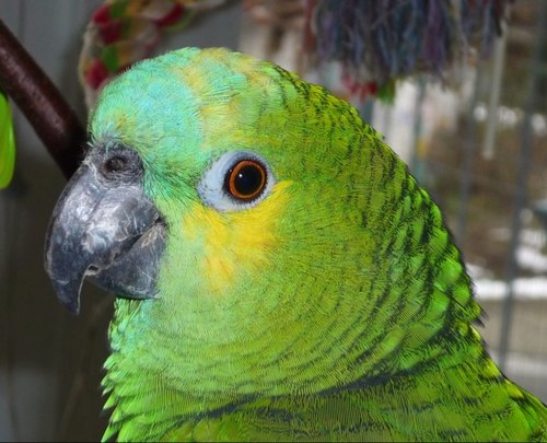 will_thorsten's profile picture. 