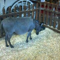 Robert Louis (@funrob99) 's Twitter Profile