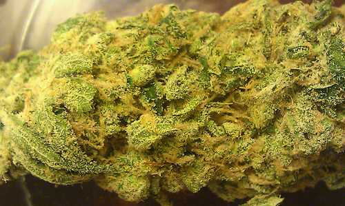 The goal is to legalize in Illinois and end the prohibition #endprohibition #legalizeillinois #MMJ