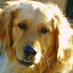 Austin Dog Whisperer (@austindogwhispr) Twitter profile photo