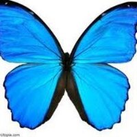Linda Harrison (@blubutterfly) 's Twitter Profile