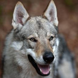 WolfdoggieDog's profile picture. Hungry for success and ready to mark the world.