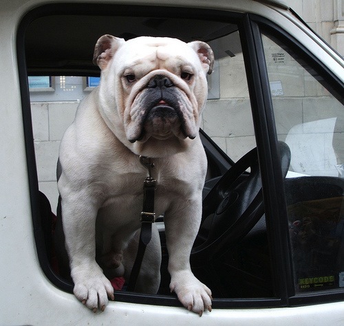 BenTaddesse's profile picture. This would be my dog on DGH