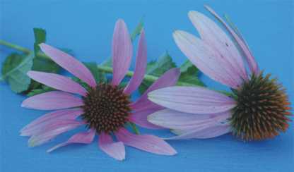 naturalhaven's profile picture. Jen believes in rebuilding and maintaining  health using natural healing principles.